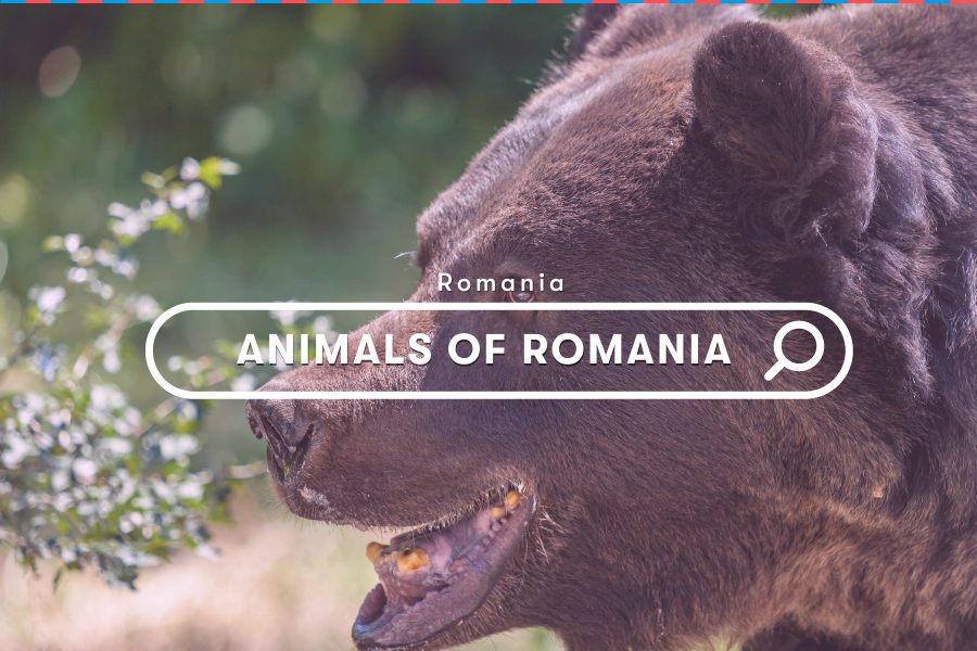 Guides: Animals of Romania